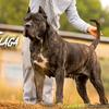 Presa Canario Sanz