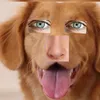 tommy_skk