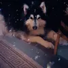 sylvialemoellic8