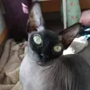 dantesparda988