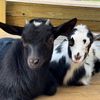 naturesspiritfarm