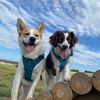 audzzz.and.pups