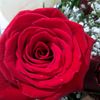 rosa65457