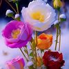 nosheen.arif7