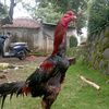 ayamcianjur1