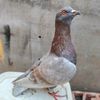 merpati_01jakarta