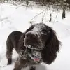 spaniel_emmi