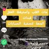 mdkhalid5443