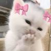 hiokby1