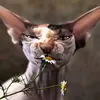 beyaz.siyah03