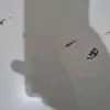 farisraflifahri