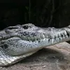 stotona