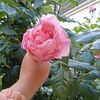 sidra_38.sidra