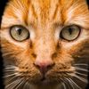 thegtacat