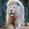 lion.mohamad