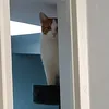 pertagosse