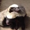 vltm_pjc_ba