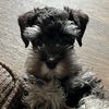 smokietheschnauzer