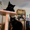 maxandjetcats