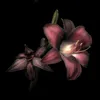 red_velvet_orchid