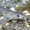 randomcatsharkguy