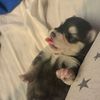 cachorroshuskysiberiano7