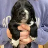 elliot_8124
