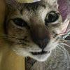 boythekittycat