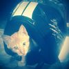 alius_10