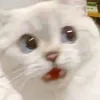 kentaytona