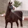aliana4862