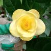 trahoavangcamelia