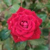 mahamed9305