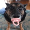 dog_withpacifier