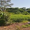 mwaniki367