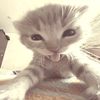 luthfinutfadilla_4