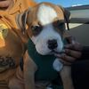 dukedukethepitty