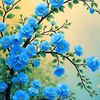 iraa_775