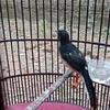 aminwildan6