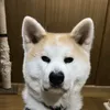 akitainu.tsubasa.00015