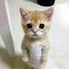 adil_qwr