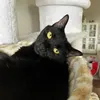 kittysockss