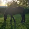 masa.horse