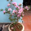thoanguyenthi7739