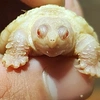 Địa Cầu Rùa (TurTle)