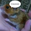 king_of.the_hamsters