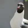 wildlife_pictures_stijn