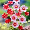 thienhong7982