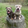 tx_american_bully