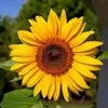 maria.marli.olive1